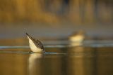 Biegus zmienny, Calidris alpina