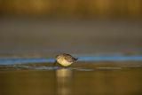 Biegus zmienny, Calidris alpina