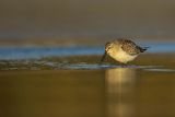 Biegus zmienny, Calidris alpina