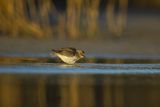 Biegus zmienny, Calidris alpina