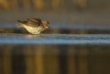 Biegus zmienny, Calidris alpina