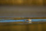 Biegus zmienny, Calidris alpina