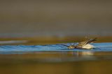Biegus zmienny, Calidris alpina