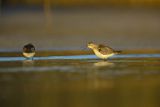 Biegus zmienny, Calidris alpina