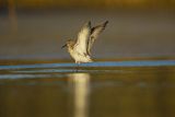 Biegus zmienny, Calidris alpina