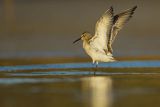 Biegus zmienny, Calidris alpina