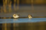 Biegus zmienny, Calidris alpina