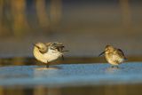 Biegus zmienny, Calidris alpina