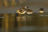 Biegus zmienny, Calidris alpina
