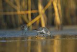 Biegus zmienny, Calidris alpina