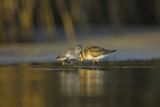 Biegus zmienny, Calidris alpina