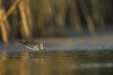 Biegus zmienny, Calidris alpina