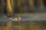 Biegus zmienny, Calidris alpina