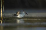 Biegus zmienny, Calidris alpina