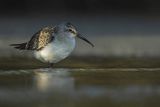 Biegus zmienny, Calidris alpina