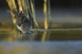 Biegus zmienny, Calidris alpina