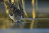 Biegus zmienny, Calidris alpina