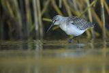 Biegus zmienny, Calidris alpina