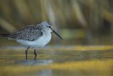 Biegus zmienny, Calidris alpina