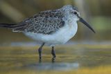 Biegus zmienny, Calidris alpina