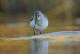 Biegus zmienny, Calidris alpina