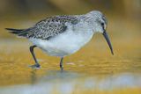 Biegus zmienny, Calidris alpina