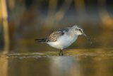 Biegus zmienny, Calidris alpina