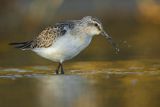 Biegus zmienny, Calidris alpina