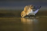 Biegus zmienny, Calidris alpina