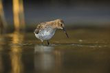 Biegus zmienny, Calidris alpina