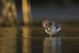Biegus zmienny, Calidris alpina