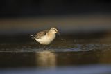 Biegus zmienny, Calidris alpina