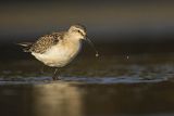 Biegus zmienny, Calidris alpina