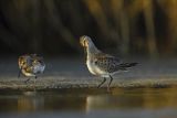 Biegus zmienny, Calidris alpina