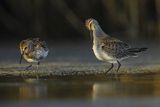 Biegus zmienny, Calidris alpina
