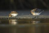 Biegus zmienny, Calidris alpina