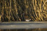 Biegus zmienny, Calidris alpina