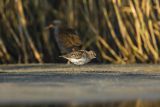 Biegus zmienny, Calidris alpina