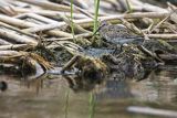 Biegus zmienny, Calidris alpina