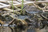 Biegus zmienny, Calidris alpina