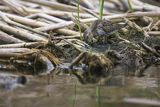 Biegus zmienny, Calidris alpina