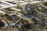 Biegus zmienny, Calidris alpina