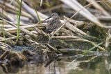 Biegus zmienny, Calidris alpina