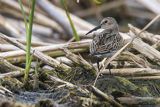 Biegus zmienny, Calidris alpina