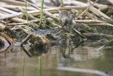 Biegus zmienny, Calidris alpina