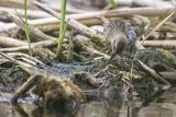 Biegus zmienny, Calidris alpina