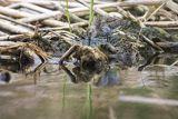 Biegus zmienny, Calidris alpina