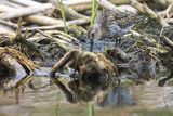 Biegus zmienny, Calidris alpina