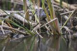Biegus zmienny, Calidris alpina