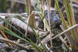 Biegus zmienny, Calidris alpina